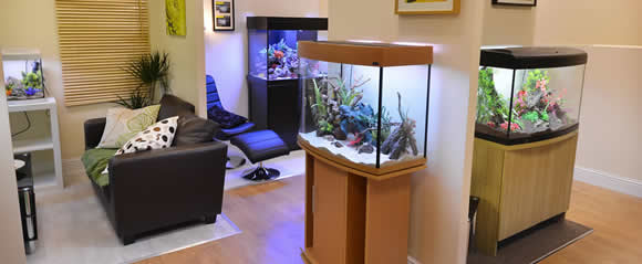Showroom Aquariums