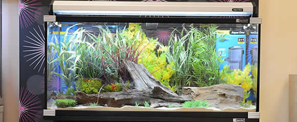 Showroom Aquariums