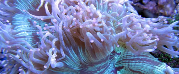 Showroom Aquariums