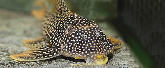 Showroom Aquariums