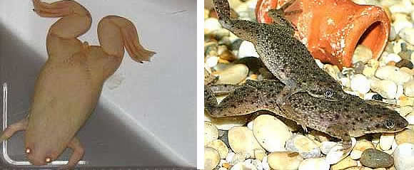 Showroom Aquariums