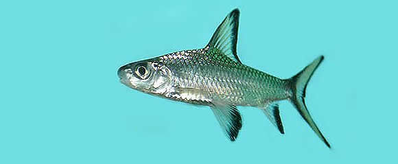 Showroom Aquariums