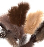 Feathers Guinea Fowl Brown Mix 18pk