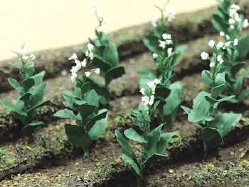 O TOBACCO PLANTS, 10/PK