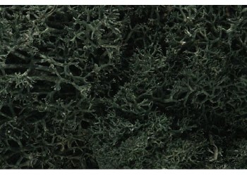 LICHEN DARK GREEN