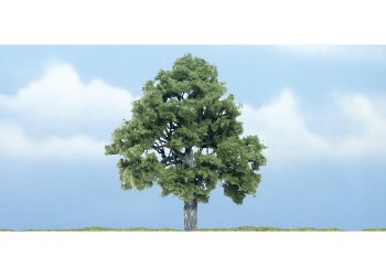 ONE BEECH TREE-4"