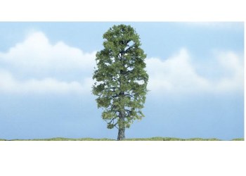 ONE BASSWOOD TREE-4