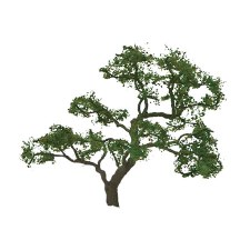 BEECH TREE 2" PRO, 3/PK