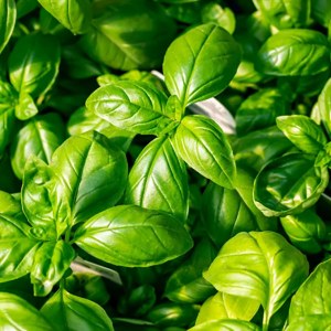 Additional picture of NW Basil 10ml