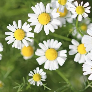 Additional picture of NW Chamomile 10ml