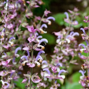 Additional picture of NW Clary Sage 10ml