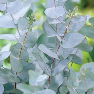 Additional picture of NW Eucalyptus 10ml