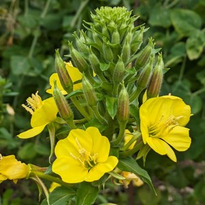 Additional picture of NW Evening Primrose Oil 200ml