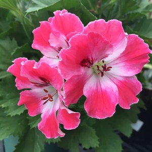 Additional picture of NW Geranium 10ml