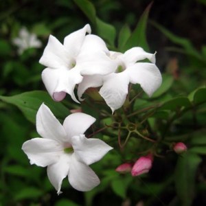 Additional picture of NW Jasmine 5ml