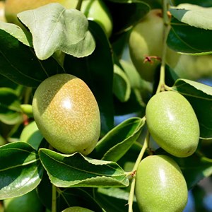 Additional picture of NW Jojoba Oil 200ml