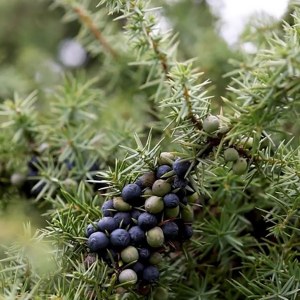 Additional picture of NW Juniper 10ml