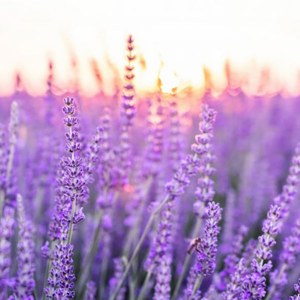 Additional picture of NW Lavender 50ml