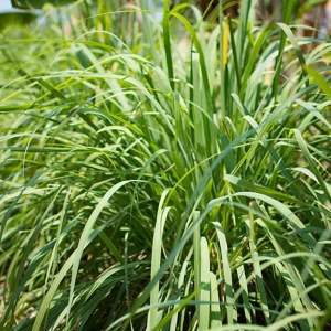 Additional picture of NW Lemongrass 10ml