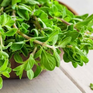 Additional picture of NW Marjoram 10ml