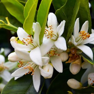 Additional picture of NW Neroli 5ml