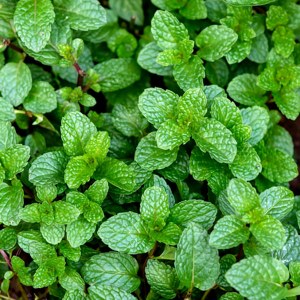 Additional picture of NW Peppermint 50ml