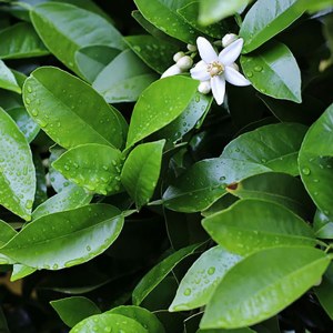 Additional picture of NW Petitgrain 10ml