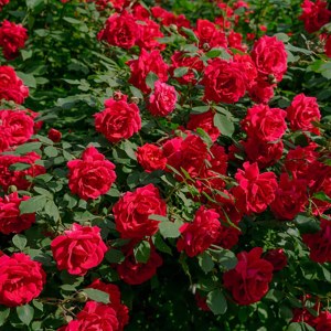 Additional picture of NW Rose 5ml