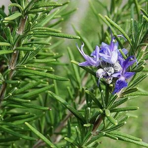 Additional picture of NW Rosemary 10ml