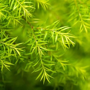 Additional picture of NW Tea Tree 10ml