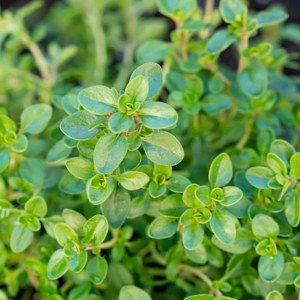 Additional picture of NW Thyme 10ml