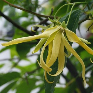Additional picture of NW Ylang Ylang 10ml
