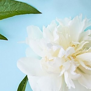 Additional picture of Rica Azulene Refills 24pk