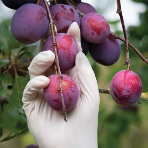 Additional picture of Gloves Latex PF Medium 100pk