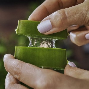 Additional picture of Rica Aloe Vera Refills 24pk