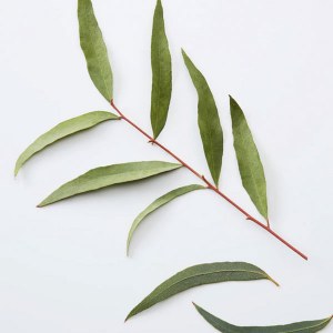 Additional picture of AC 3 in 1 Chamomile&Pine 450ml