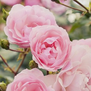 Additional picture of Rica Rose After Wax 250ml D