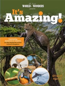 It's Amazing! Animal Kingdom [Hardcover]
