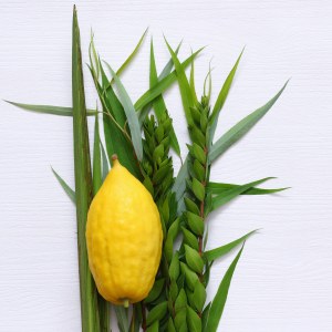 Lulav and Etrog Set Complete From Israel - Standard Grade with Pitom