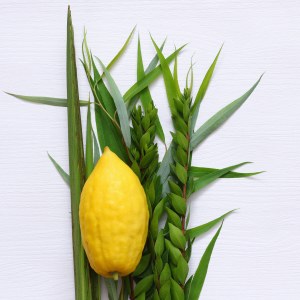Lulav and Etrog Set Complete Moroccan - Standard Grade with No Pitom
