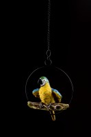 Additional picture of Parrot on Perch Hanging Sukkah Decoration