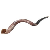 Original Genuine Israeli Yemenite Shofar Small 24"-27.6"