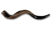 Additional picture of Original Genuine Israeli Yemenite Shofar Extra Small 21.7" - 24"