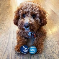 Additional picture of Chewdaica Dog Tennis Balls Chanukah Design Set of 3