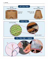 Additional picture of The Book of Torah Timelines Charts and Maps Hebrew Edition [Paperback]