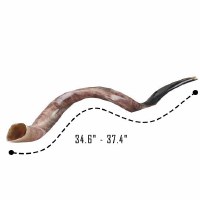 Additional picture of Original Genuine Israeli Yemenite Shofar X-Large 34.6" - 37.4"
