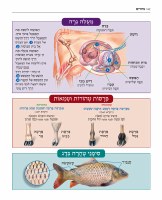 Additional picture of The Book of Torah Timelines Charts and Maps Hebrew Edition [Paperback]
