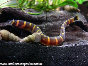 zebra loach for sale usa