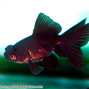 black moor fantail goldfish