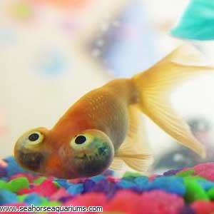 goldfish eye